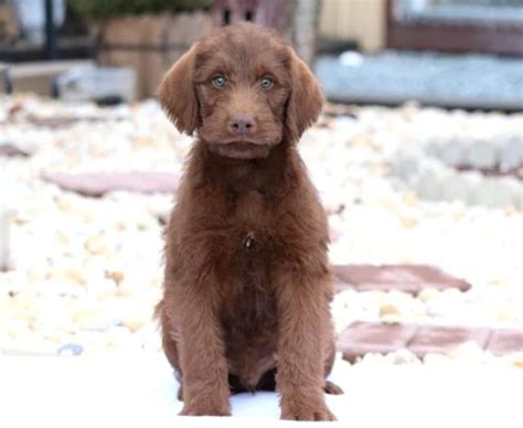 Up for adoption through top. Doberman Pinscher Puppies For Sale | Puppy Adoption ...