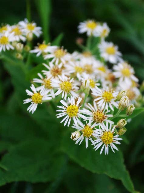 Yun Fotografias De Ação Grátis No 1364 Flores Pequenas Japão Ilha