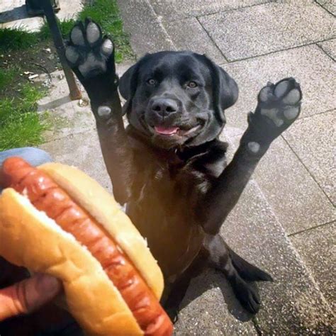 25 Funny Dogs That Are Begging For Food Bouncy Mustard