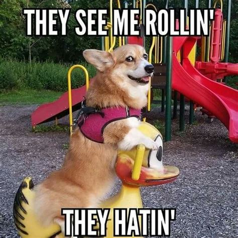 Corgis Are Awesome Funny Dog Memes Corgi Funny Dog Memes