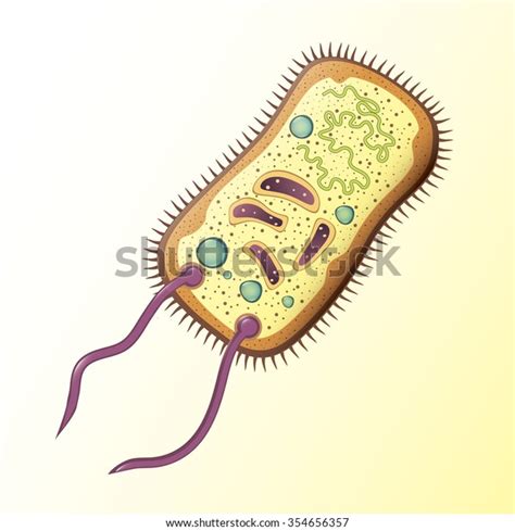 Structure Bacterial Cell School Illustration Vector Stock Vector