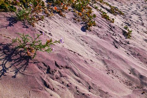 Pfeiffer Beach Big Sur How To Visit This Very Cool Purple Sand Beach