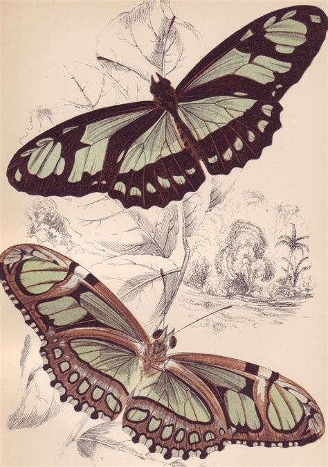 Antique Butterfly Print Vintage Hand Colored Prints By Ngartprints