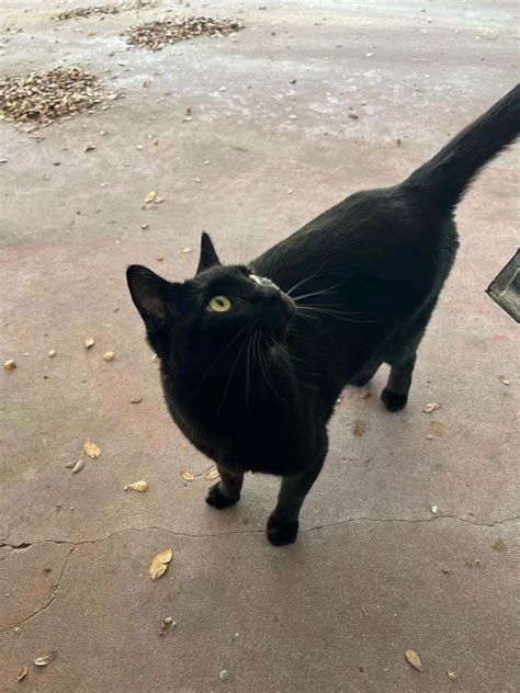 Lost Black Cat Male Super Friendly On Nightingale At Rebecca Creek Rebecca Creek Park
