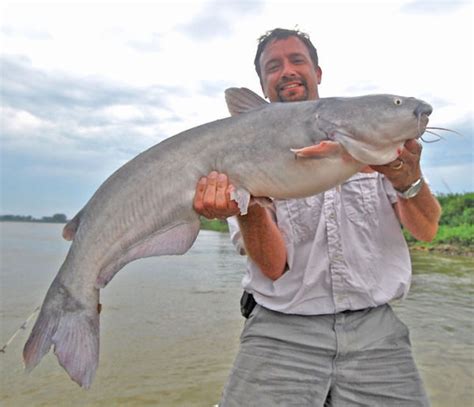 How to know you're being catfished and what internet dating scams are all about. Rain showers trigger Missouri River catfish | Outdoors ...