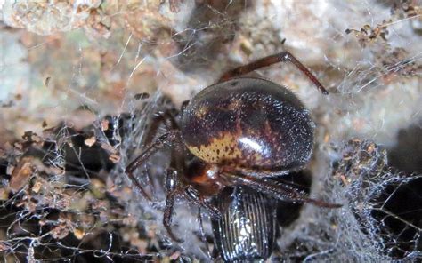 Infestation Of False Widow Spiders Forces London School To Close