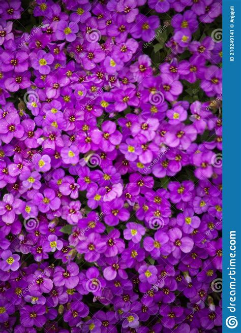 Aubrieta Plant With Purple Small Blossom Grow In Stone Garden Stock