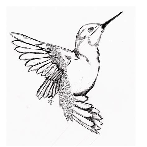 Birds Sketched Print Prints Lithographs