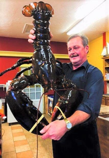 someone paid 200 for this lobster — so they could set him free giant lobster crab and
