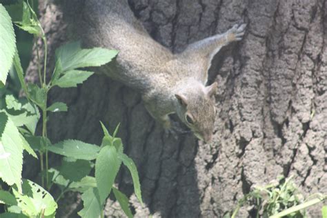 Nwi Dunes Wildlife At The Indiana Dunes State Park Nature Center And