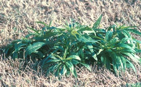 Horseweed Marestail Pests Georgiaturf