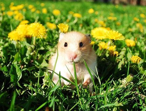 Hamster Between Flowers Hamsters As Pets Cute Hamsters Pet Rats