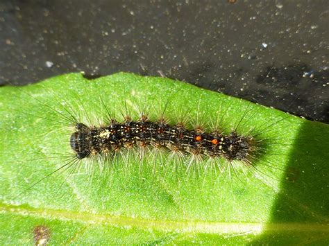 The larvae can defoliate and kill trees if infestations are large and reoccurring. Pin on UConn Ladybug Blog