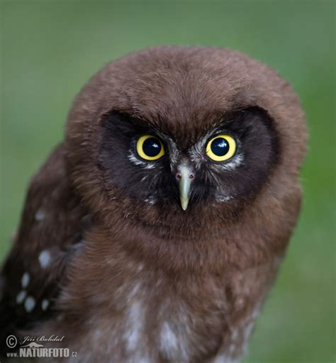 Boreal Owl Photos Boreal Owl Images Nature Wildlife Pictures