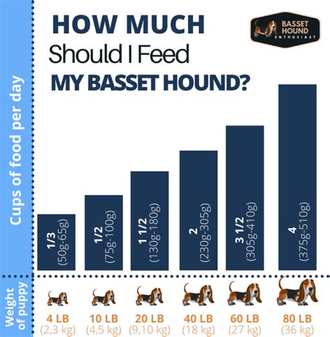 Age Appropriate Feeding For Basset Hounds Basset Hound Enthusiast