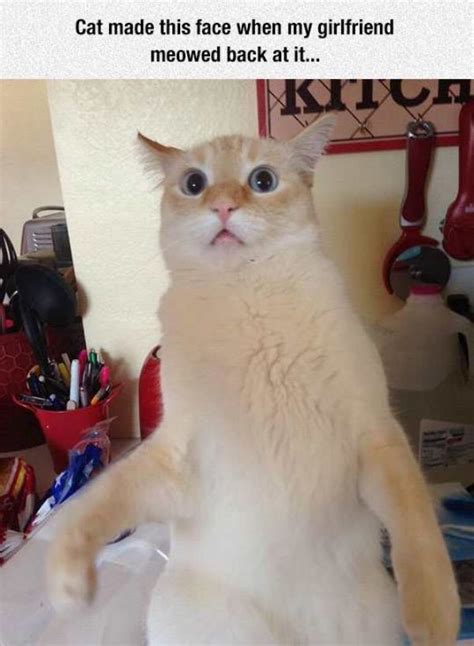 20 Funny Cat Pictures Funnyfoto