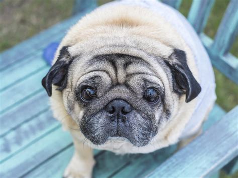 2398 Fat Pug Stock Photos Free And Royalty Free Stock Photos From