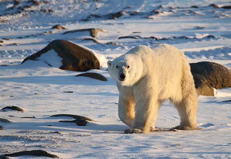 Polar Bear On The Tundra Photograph By Carole Anne Fooks