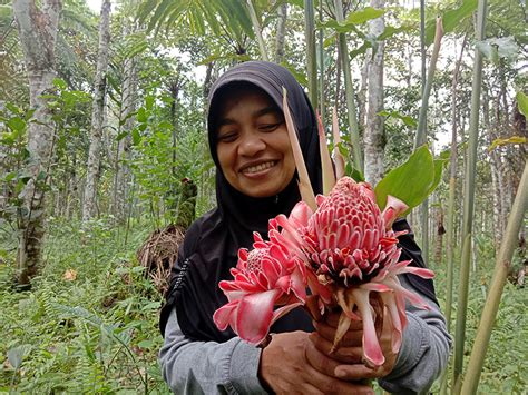 Kecombrang Tumbuhan Khas Indonesia Yang Kaya Manfaat Id