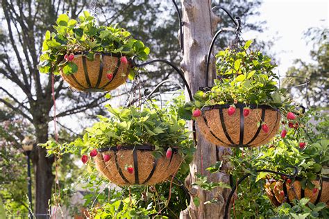 How To Build A Strawberry Basket Tree Bonnie Plants Strawberry
