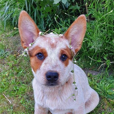 Red Heeler The Complete Dog Breed Guide K9 Web