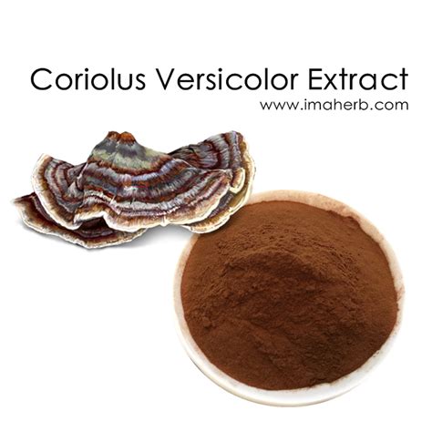 coriolus versicolor extract coriolus versicolor turkey tail extract coriolus versicolor