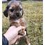 YorkiePoo Puppies For Sale  Seattle WA 262777 Petzlover