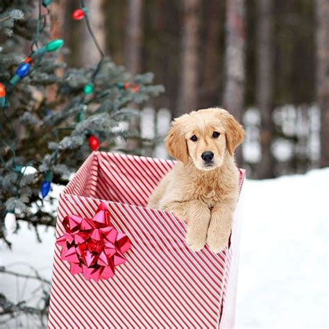 We did not find results for: 19 Christmas Cards Ideas for Your Pets - Brit + Co