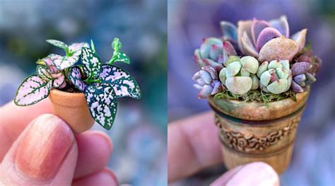 Mini Succulents Are Probably The Best Plants Youll See Ever