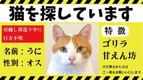 引っ越しの準備をしていたら先住猫が行方不明になりました関西弁でしゃべる猫 猫アテレコ YouTube