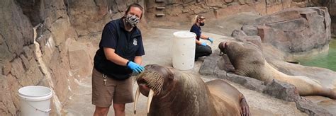 Send An Animal Shoutout Point Defiance Zoo And Aquarium