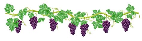Beaujolais Nouveau Le Beaujolais Clipart Png Vides Grape Vines