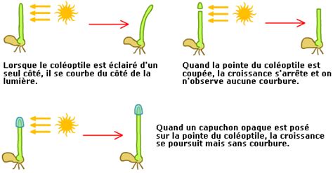 Cours De Histoire De La Mise En évidence Des Hormones Végétales