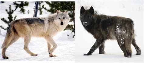 Gray Wolves Genetic Research Links Coat Color Gene With Physical