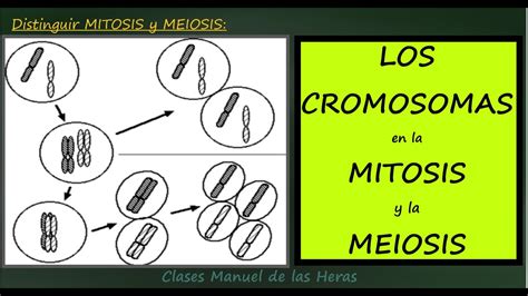 Los Cromosomas En La Mitosis Y La Meiosis Cromosomas Y División
