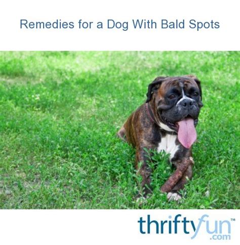 Remedies For A Dog With Bald Spots Thriftyfun