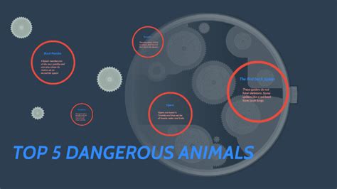 Top 5 Dangerous Animals By Alyssa V