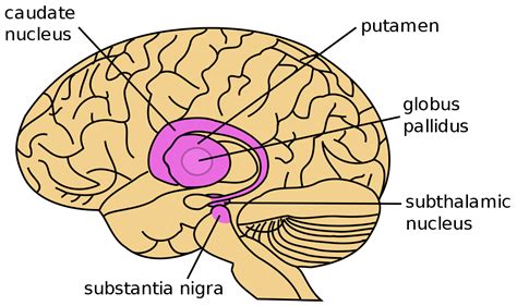 The basal ganglia send output messages to the motor cortex, helping to initiate movements, regulate repetitive or patterned movements, and control muscle tone. File:Basal Ganglia lateral.svg - Wikipedia