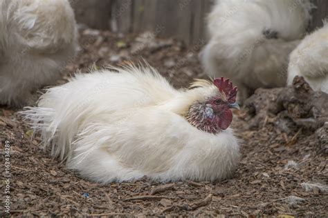 Farm Chicken Lying Down Stock Photo Adobe Stock