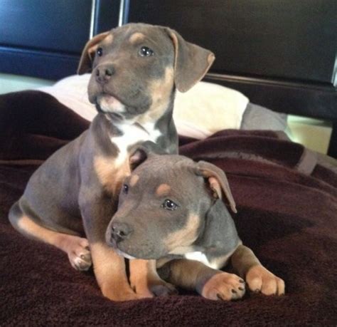 For the pitbull and paroles adoption fee, the pitbull dog will be spayed or neutered with fully vaccinated. Tri Color Pitbull Puppies for Sale | Pitbull Puppies