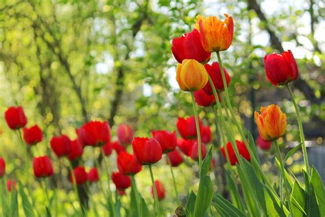 Tulips Flowers Spring Garden Wallpapers Hd Desktop And Mobile
