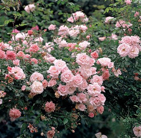 Rosa Kletterrose New Dawn Kletterrose Gartenpflanzen Daepp