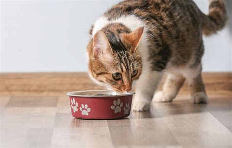 Is It Safe For Dogs To Eat Cats Food And Cats To Eat Dogs Food