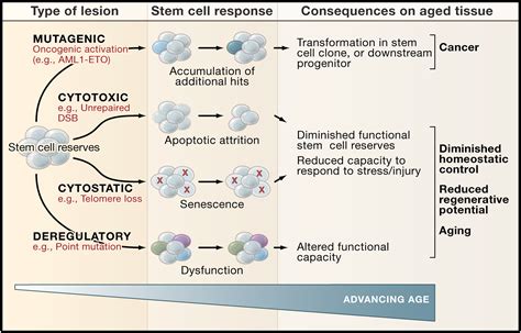 Stems Cells And The Pathways To Aging And Cancer Cell