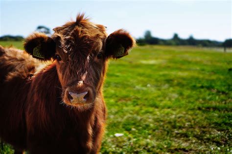 Animais Em Inglês Domésticos Da Fazenda Selvagens Marinhos