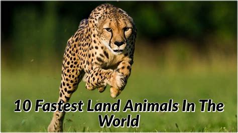 10 Fastest Land Animals In The World Youtube