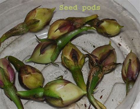 Moonflower Seed Pods Moonflower Vine Moon Flower Seed Pods