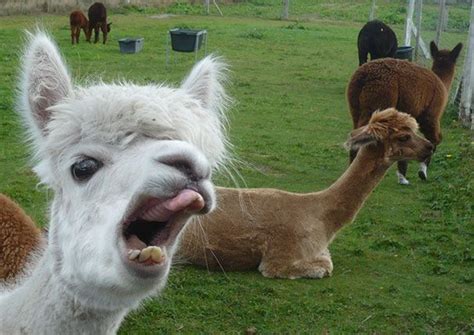 37 Alpacas That Will Make Your Day Funny Llama Pictures Funny Animal
