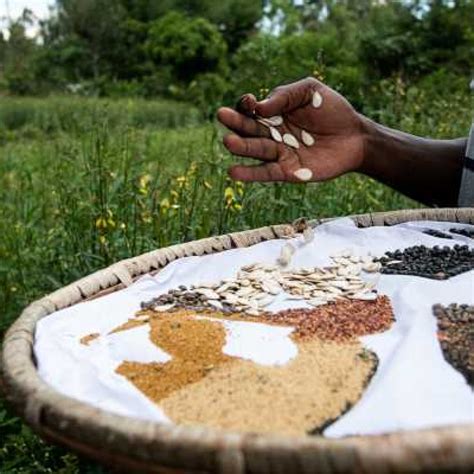 Community Seed Bank Indigenous Foods Tackle Malnutrition Increase Income In Kenya Farmers
