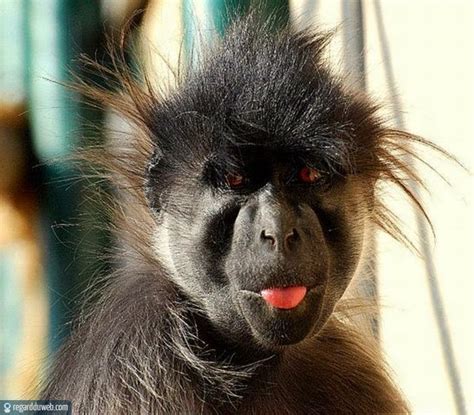 12 Gambar Monyet Ngejek Paling Update Sinta Rasya